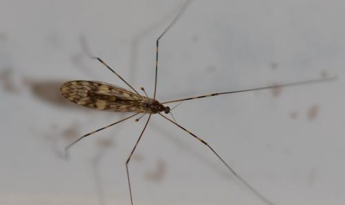 Réf. 336 576 : Limonia nubeculosa
